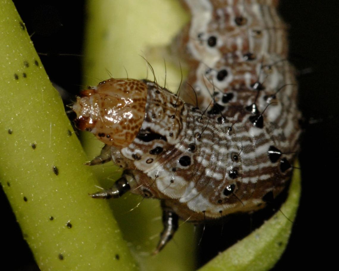 The caterpillar pest Helicoverpa zea has evolved resistance to four Bt proteins produced by biotech crops. The caterpillar pest Helicoverpa zea has evolved resistance to four Bt proteins produced by biotech crops.